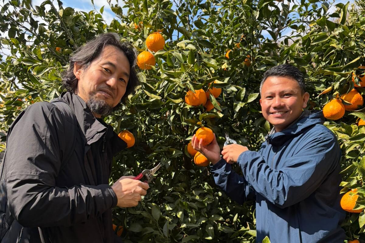 Picking "dekopon" mandarin oranges